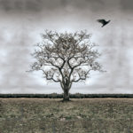 CrowTree-v3-1200
