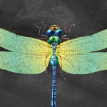 Dragonfly-1200