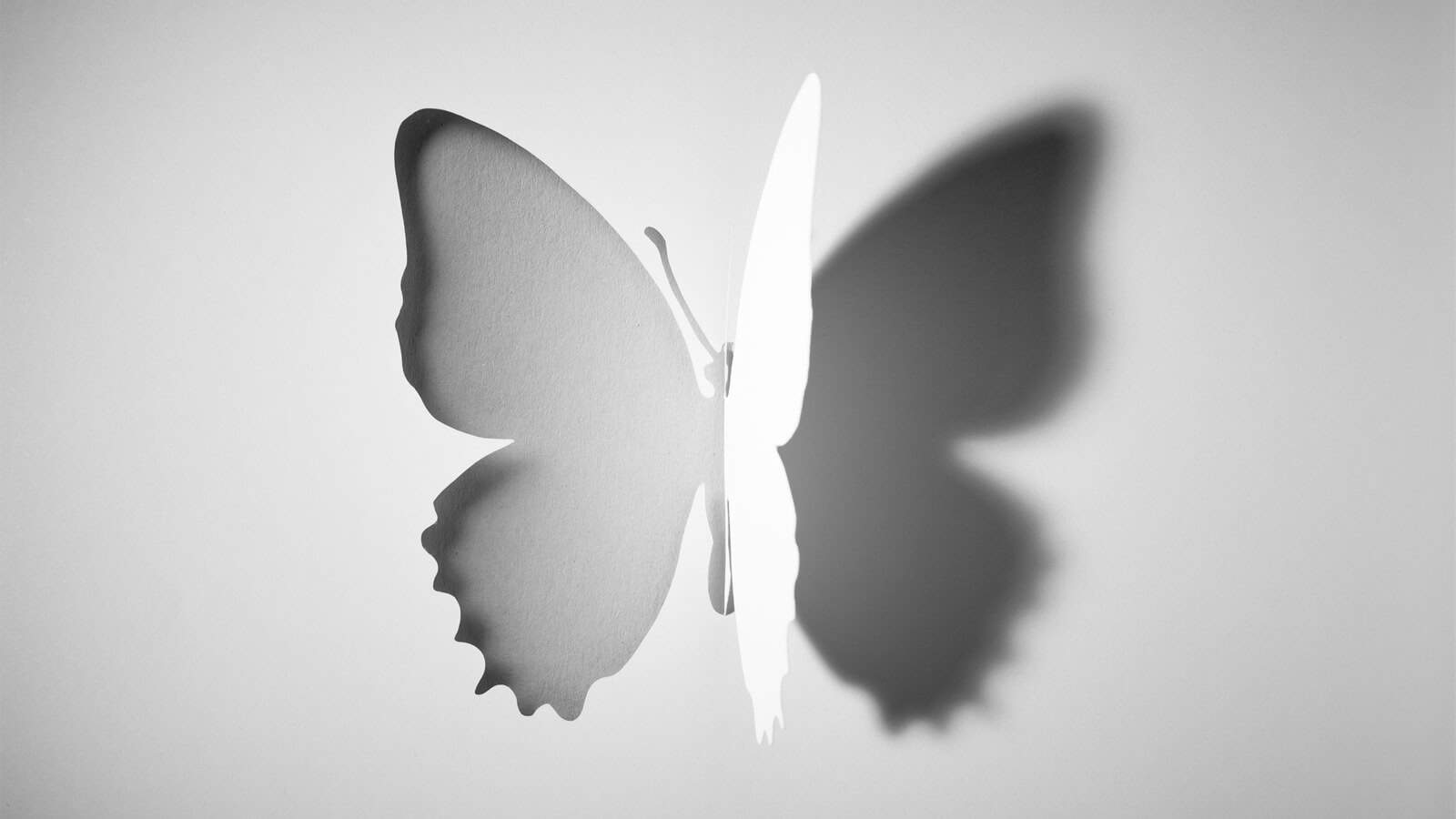 ShadowButterfly-2